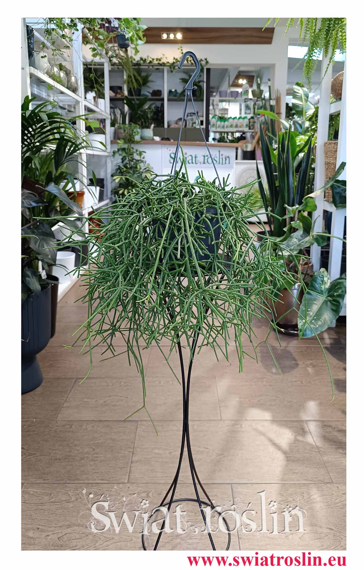 Rypsalis Heteroclada do biura do firmy do do hotelu na parapet na biurko z dostawą online, Rhipsalis Heteroclada